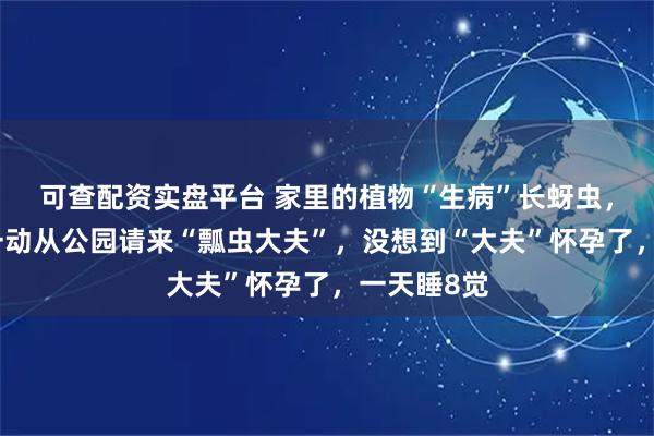 可查配资实盘平台 家里的植物“生病”长蚜虫，男子灵机一动从公园请来“瓢虫大夫”，没想到“大夫”怀孕了，一天睡8觉